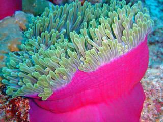 Anemone Maldives3