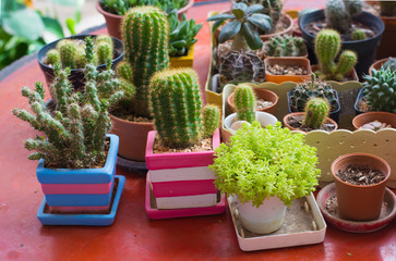 Cactus on desk in garden,selective focus.