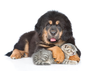 Tibetan mastiff puppy embracing sleeping kitten. isolated on white background