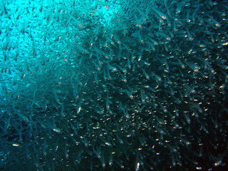 Glass fish Maldives2