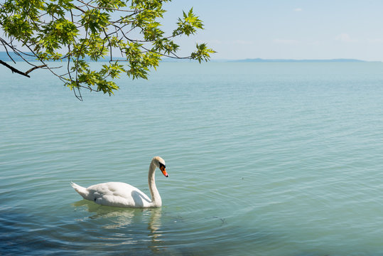 swan on lake Balaton