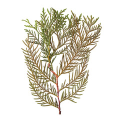 Herbarium of dried and pressed fir branches isolated on white background. View from above.