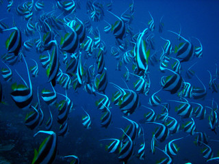 Cochers Maldives5