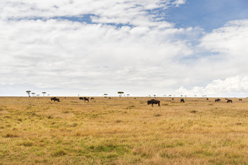 Fototapeta na wymiar wildebeests grazing in savannah at africa