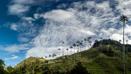 Foto op Canvas Quindio-Wachspalmen im Valle de Cocora,nahe Salente, Zona Cafetera, Kolumbien © schame87