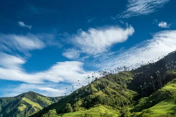 Foto op Canvas Quindio-Wachspalmen im Valle de Cocora,nahe Salente, Zona Cafetera, Kolumbien © schame87
