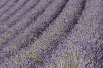 Campi di lavanda, dettagli e geometrie