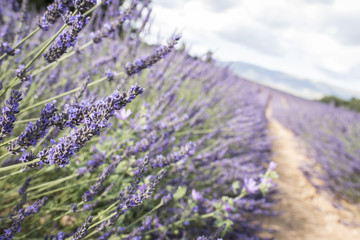 Fototapeta premium Lavanda