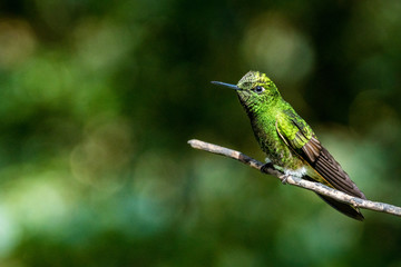 Kolibri im Reserva Natural Acaime nahe Salente, Zona Cafetera, Kolumbien
