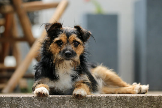 Terrier Mischling