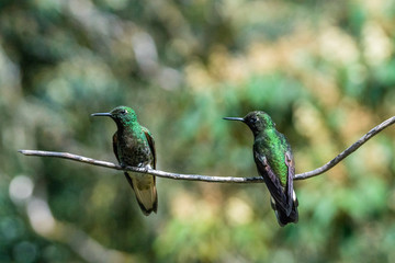 Kolibri im Reserva Natural Acaime nahe Salente, Zona Cafetera, Kolumbien