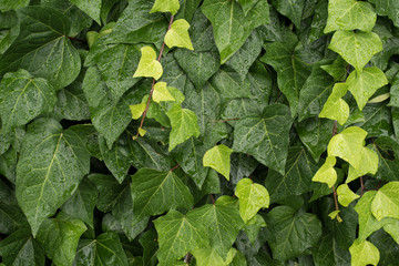 Water drop on green plant leaves background