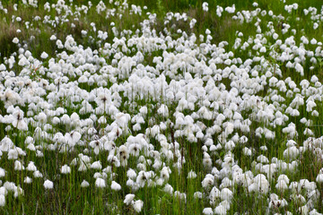 Baumwollgras, Island