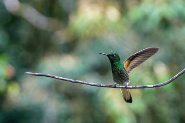 Kolibri im Reserva Natural Acaime nahe Salente, Zona Cafetera, Kolumbien