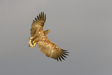 White-tailed Eagle (Haliaeetus albicilla) flying, Norway