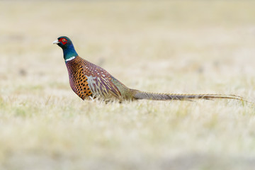 Fototapeta premium Pheasant (Phasianus colchicus) on a meadow in autumn, Kutno, Poland