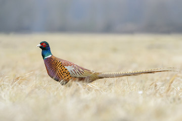 Pheasant (Phasianus colchicus) on a meadow in autumn, Kutno, Poland