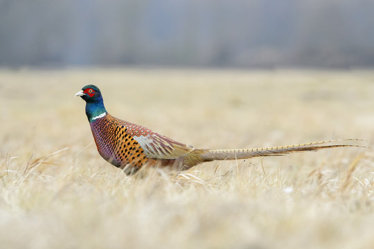 Pheasant (Phasianus colchicus) on a meadow in autumn, Kutno, Poland