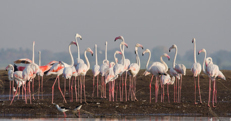 Fototapeta premium Flock of Greater Flamingos at Bhigwan