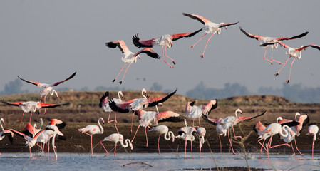 Fototapeta premium Flock of Greater Flamingos at Bhigwan