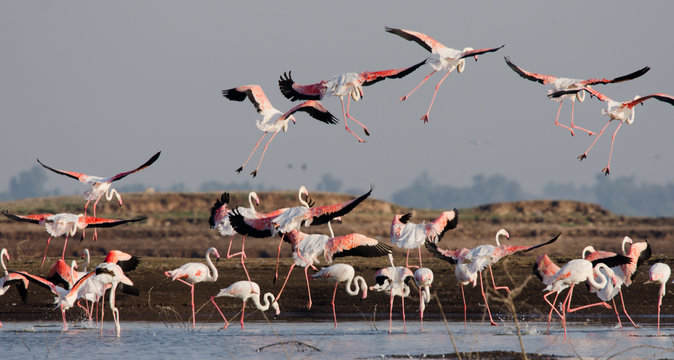 Flock of Greater Flamingos at Bhigwan