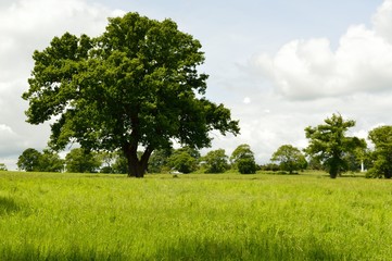 Large tree in a field with an abandoned cabin cruiser boat in the background.