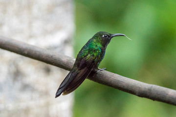 Kolibri im Reserva Natural Acaime nahe Salente, Zona Cafetera, Kolumbien