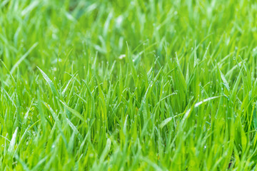 wet grass on a blurred background lush meadow, dew glistening with sunlight, bokeh