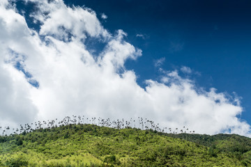 Obraz premium Quindio-Wachspalmen im Valle de Cocora,nahe Salente, Zona Cafetera, Kolumbien