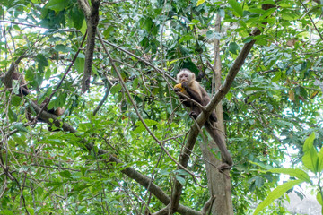 Titi-Äffchen im Trockenwald des Tayrona Nationalpark, Kolumbien