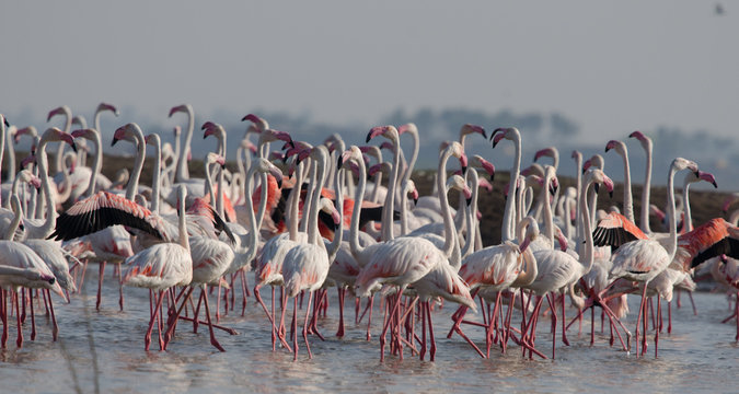 Flock of Greater Flamingos at Bhigwan