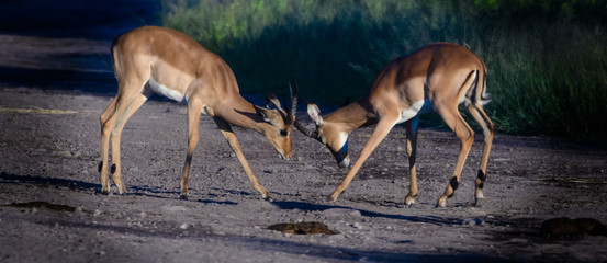 Fighting Impalas