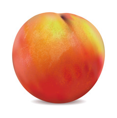 apricot fruit isolated on the white background vector.