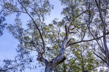 Australian native blue gum tree looking up at the sky