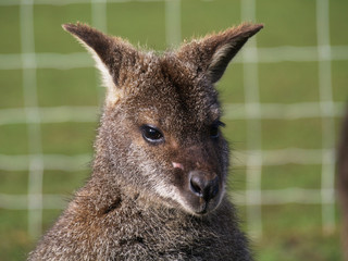 Australian kangaroo joey relaxing in the sunshine
