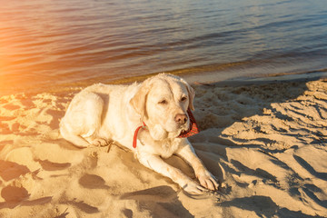 Old white dog Labrador Retriever is lying on the beach with full of sand close to river, hot and sunny summer. Sun flare