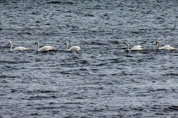 Group of swans swimming in the water
