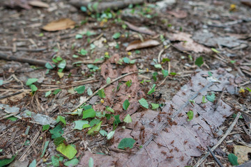 Blattschneider-Ameisen im Tayrona Nationalpark, Kolumbien