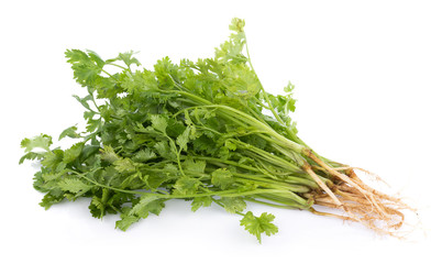 fresh coriander leaves on white background