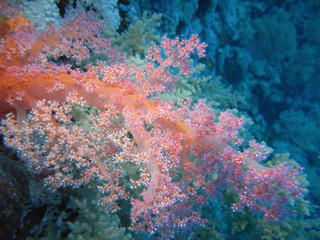 Corail mou9