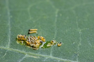 Raupen des Großen Kohlweißlings (Pieris brassicae) während des Schlupfes aus dem Ei auf Kapuzinerkresse (Tropaeolum majus) 