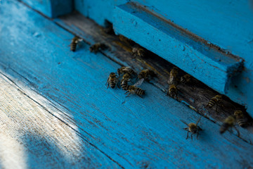 Obraz na płótnie Canvas Close-up of the front of a beehive. Concept beekeeping. Shallow depth of focus. Copy space.