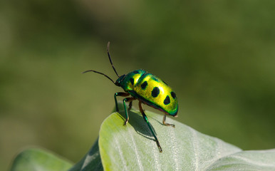 Jewel Bug
