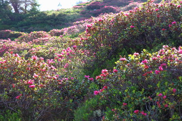 Alpenrosen in der Morgensonne