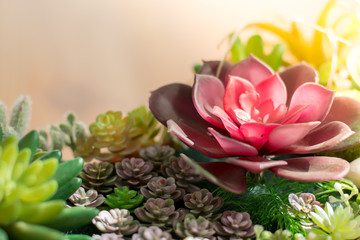 The close up of artificial flower garden with sunlight and flower