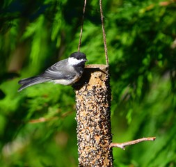 Chickadee on a peanut butter and birdseed feeder