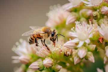 Bee on flower