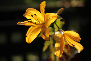 piękne żółte lilie w słońcu