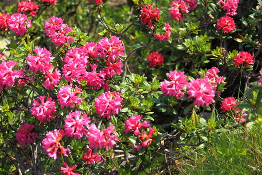 Alpenrosen
