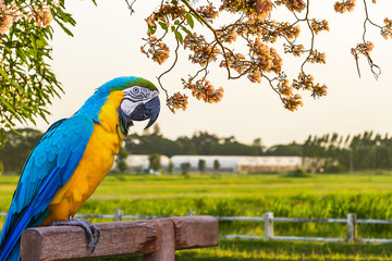 Blue and Yellow Macaw. © Panthat Sitdatvirade